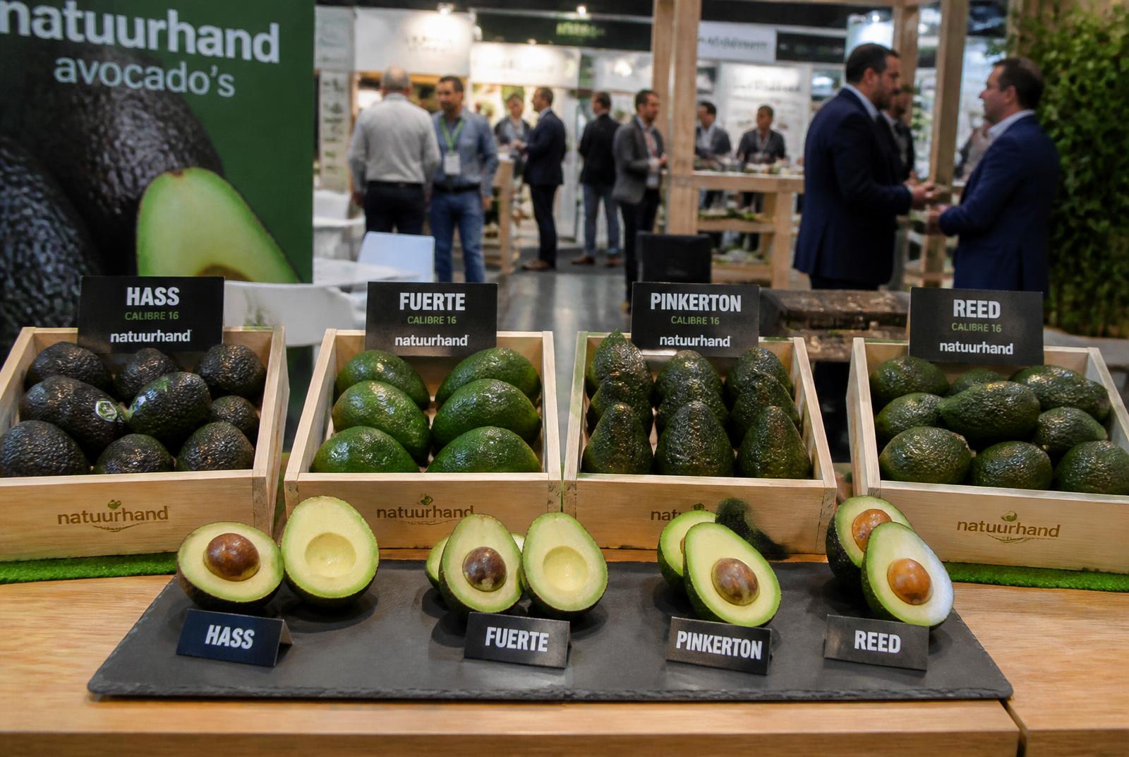 Crates of Hass, Fuerte, Pinkerton and Reed avocados displayed on an exhibition stand